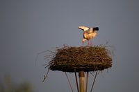 Ein Weißstorch auf seinem Horst in der Abendsonne