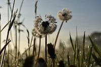 Dandelions in the sunrise