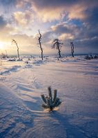 Morning light at the High Fens with snow