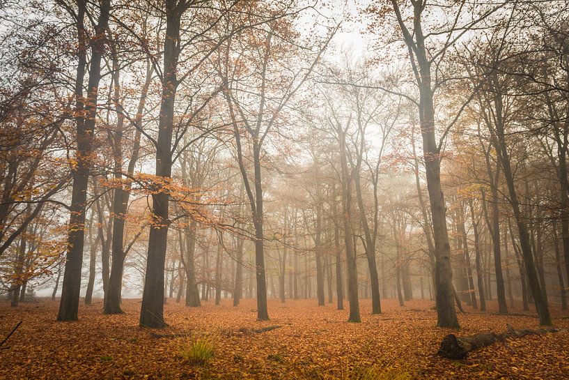 Herfst ochtend by Jeffrey Van Zandbeek