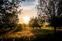 Sonnenuntergang im Goudse Hout // Groene Hart, Niederlande