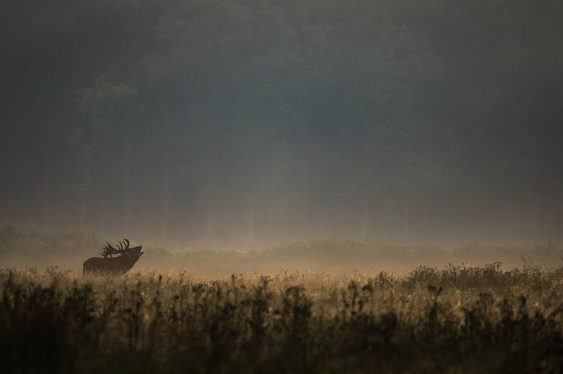 Edelhert bij ochtendgloren by Peter Lambrichs