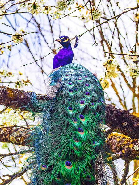 Majestätisches Blau von Miriam Meijer, en pleine campagne.....