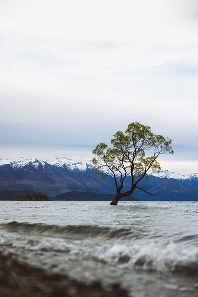 Wanaka Tree: Symbol of Wanaka&#039;s Natural Beauty by Ken Tempelers