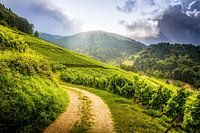 Weinlehrweg - Kappelrodeck - Schwarzwald