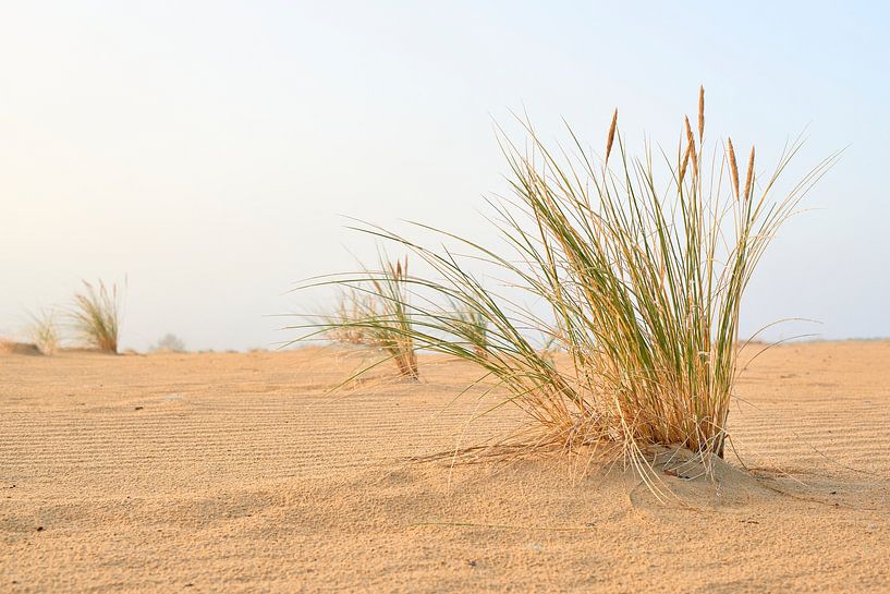 Gouttes de rosée dans l'herbe au lever du soleil par Jenco van Zalk