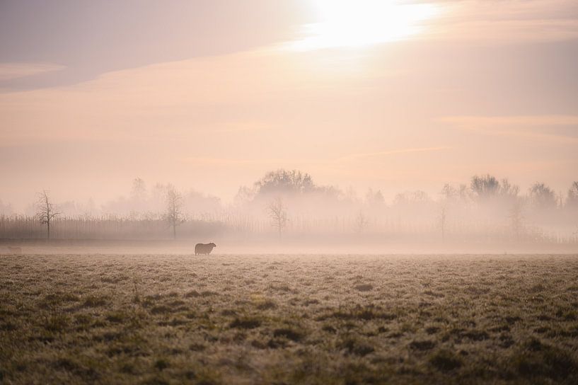 Schafe auf der nebligen Wiese von Tania Perneel