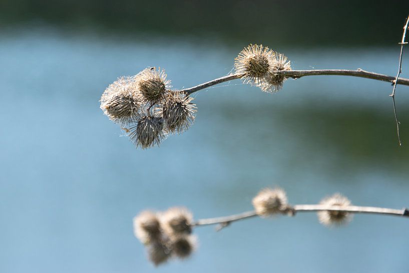 Arbre en gros plan par Kristof Leffelaer