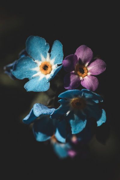 Blue and pink flowers by Isa V