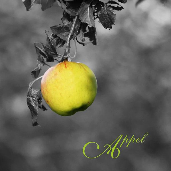 appel par Yvonne Blokland