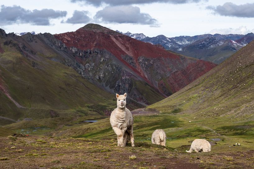 Die Farben der Anden von Romy Oomen