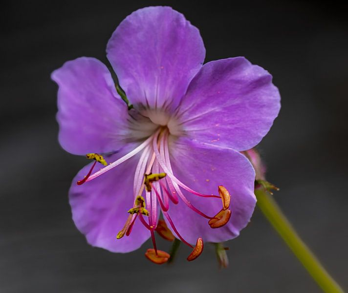 Bec de cigogne par Hans-Bernd Lichtblau