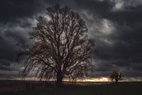 Deux arbres, grand et petit