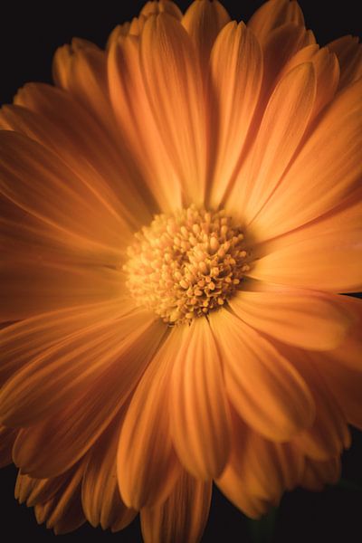 Bildende Kunst Ringelblume von Sandra Hazes