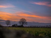 Einsame Bäume vor einem brennenden Himmel