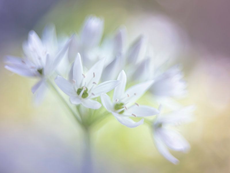 Weiße Träume von Christl Deckx