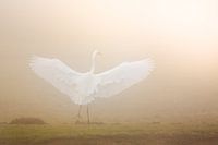 Dem Licht entgegen tanzen