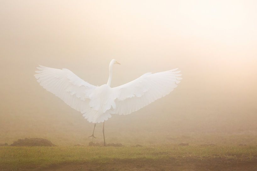 Dem Licht entgegen tanzen von Evert Jan Kip