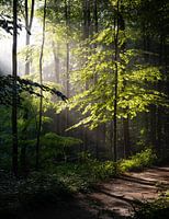 Licht im Wald