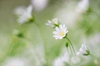 Groot door klein te zijn