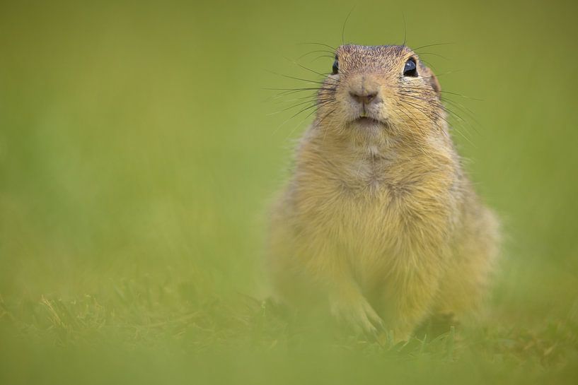 Ich sehe dich (II) von Kris Hermans