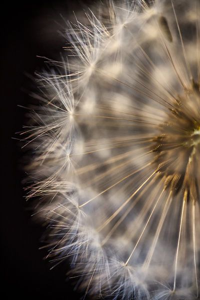 Dandelion cross section by Inge Groters
