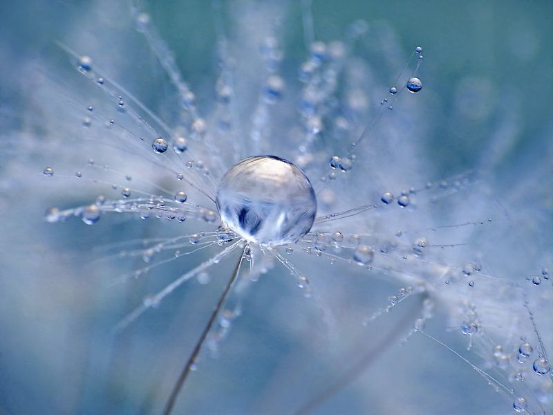 Löwenzahn-Flöckchen (Farbe Blau) 2 von Caroline Lichthart