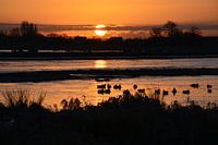 Ochtend in de polder