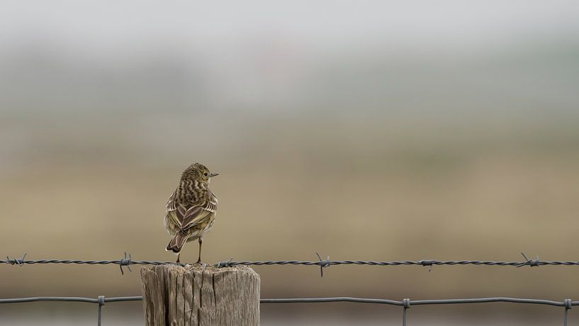 Graspieper overziet zijn territorium by Jan Jongejan