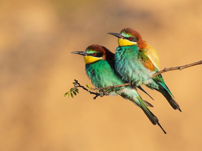 shared by Daniela Beyer