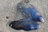 Shells blue