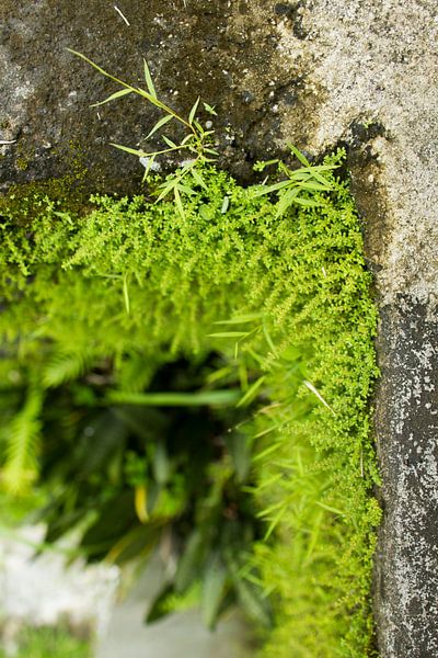 Grüne Wand von Martijn Stoppels