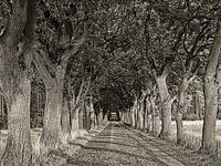 Historische Allee aus Stieleichen in Kirchlinteln