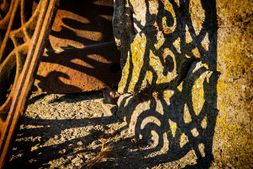 Schatten eines schmiedeeisernen Zauns von Ad Bervoets AdFont
