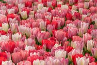 Tulpen rot, rosa