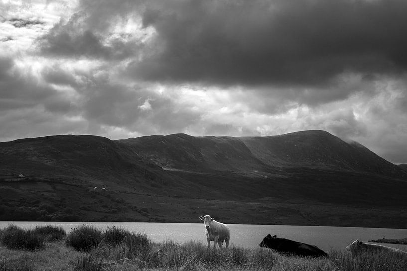 Cows at Lough Feeagh in Ireland by Bo Scheeringa Photography