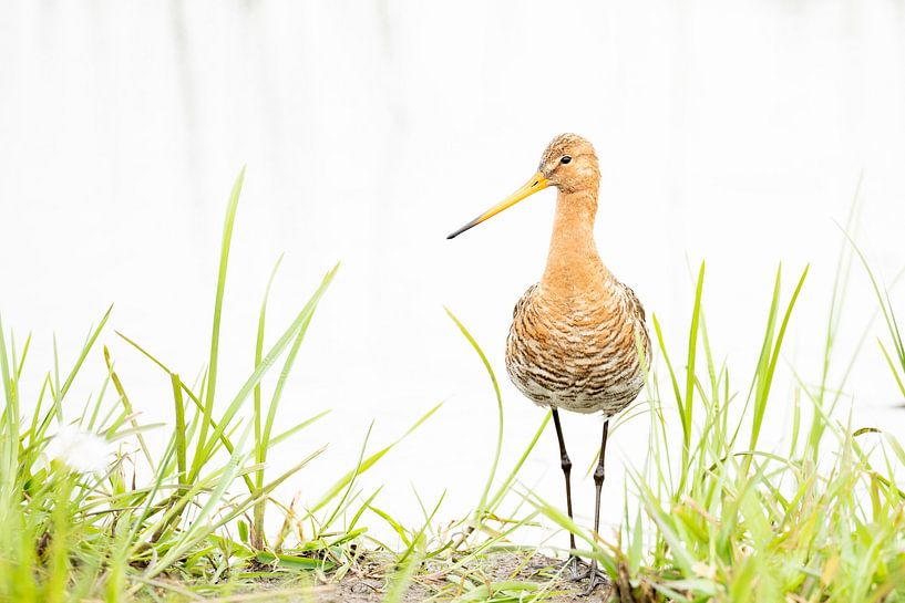 Uferschnepfe in hoher Tonlage von Anja Brouwer Fotografie