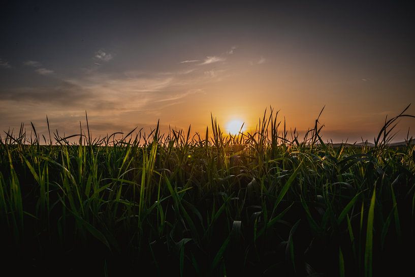 Coucher de soleil dans l'herbe verte par Stedom Fotografie