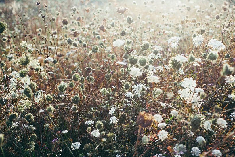 Zwolle Sommer 2019 von Stefan Lucassen