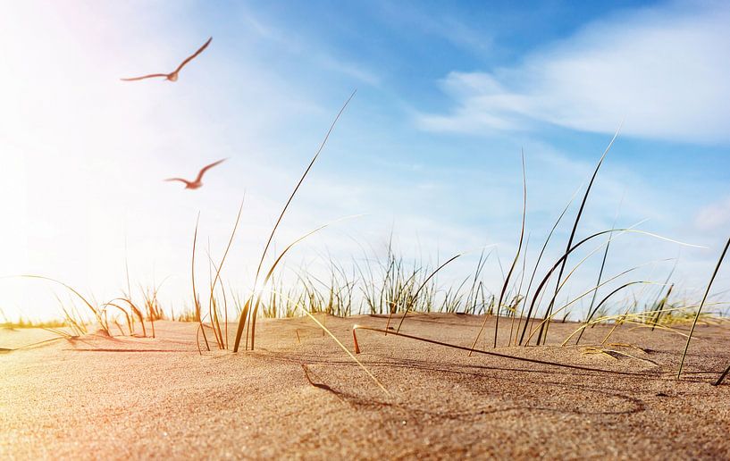 baltic sea dune with seagulls and grass by Dörte Bannasch