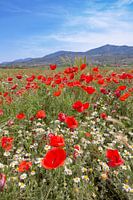 Farbenfroh auf dem Feld