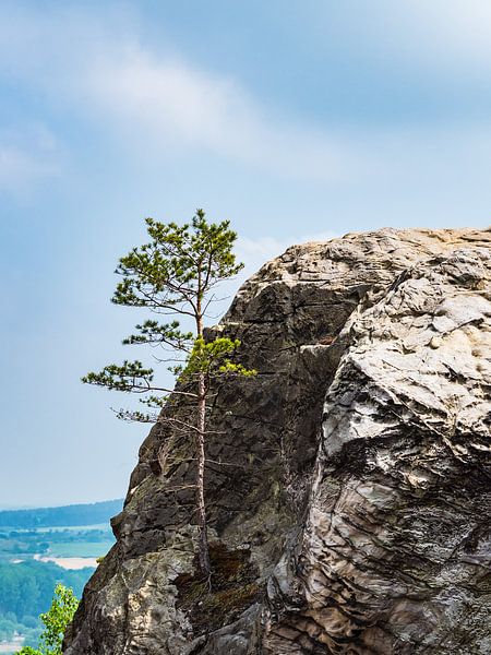 Landscape with tree and rocks in the Harz mountains, Germany by Rico Ködder