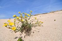 bloem in de 'woestijn'