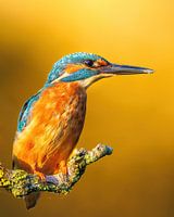 Kingfisher on a branch with the sunrise!