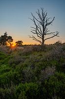 Magnifique coucher de soleil dans une réserve naturelle à Drenthe