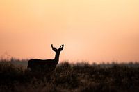 Ein Damhirsch in der Morgensonne.