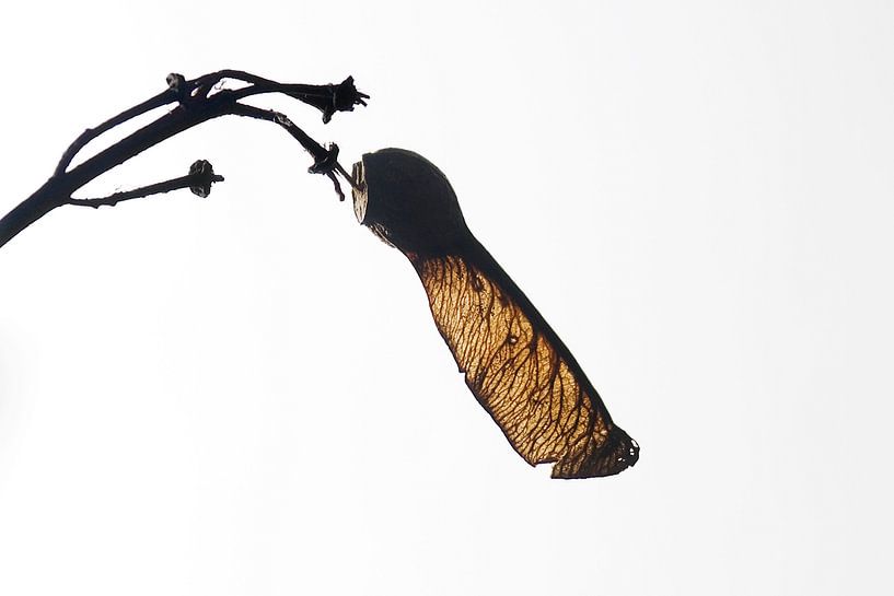 Helikoptertje von Gwen Mustamu