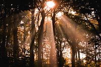 Lueur matinale à Clingendael La Haye