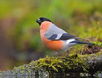 Wanneer kleuren dorst lessen
