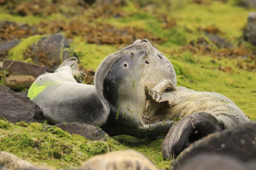 Siegel von Rinnie Wijnstra (FotoAmeland )